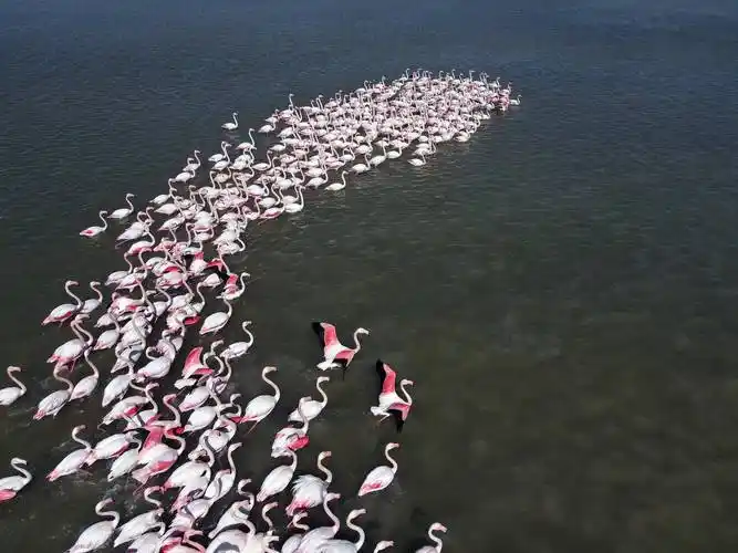 土耳其安卡拉火烈鸟群