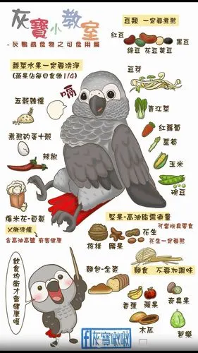科学饲养鹦鹉需知看完哦全是干货