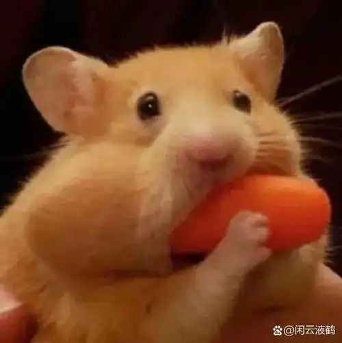 沙雕动物头像,总有一个合适你    这里不不仅有沙雕动物头像,还有一个