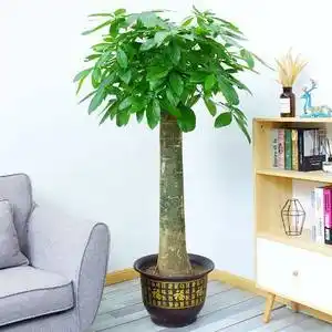 发财树花盆招财图片