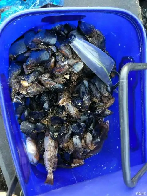 扫黄打黑除鲅鲈鲷