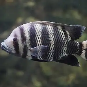 宠物鱼淡水鱼热带鱼观赏鱼大型鱼龙鱼配鱼非洲十间鱼坦鲷马鲷活体