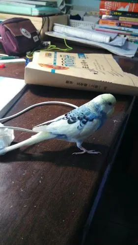 我的虎皮鹦鹉黄脸,紫罗兰,蛋白石,显派值多少钱