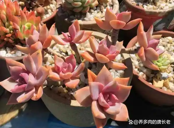 常年呈粉紫色的2种多肉——初恋跟彩虹糖,我猜你一定都喜欢吧?