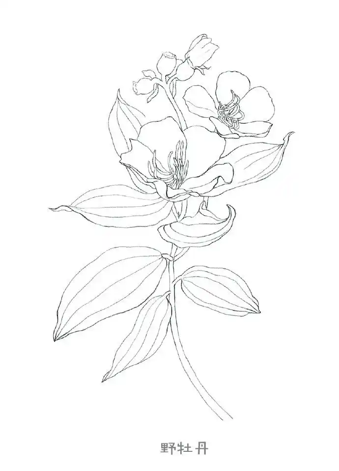 工笔花卉线稿图,非常实用的花卉线稿图片