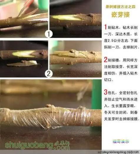 12种果树嫁接法演示图,希望对各位搞嫁接时有所帮助!