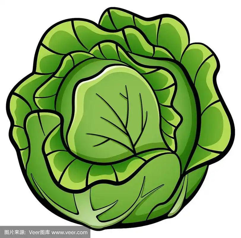 矢量卷心菜设计图纸孤立