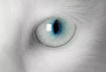 心理测试:4只眼睛,哪个是猫?测你身边深爱你的人到底是谁!