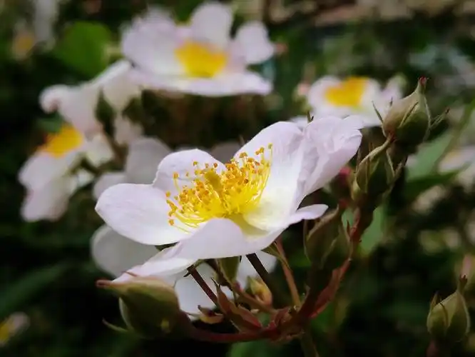 【首发】金樱子