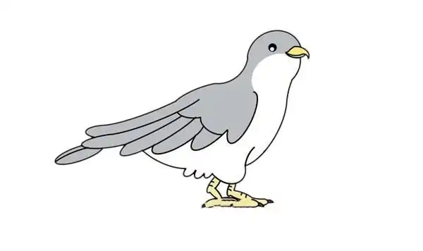 杜鹃鸟简笔画的画法步骤图解教程