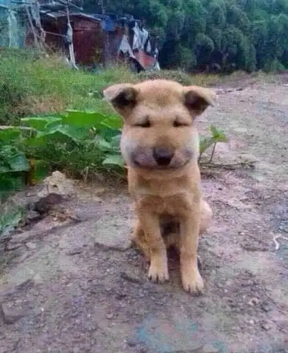 汪星人,打肿脸充胖子是不科学的!