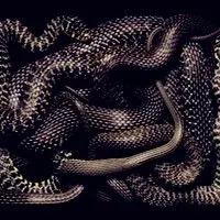 看了就害怕的冷血动物蛇头像图片我最害怕的东西了