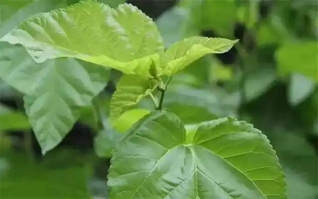 这10种能吃的树叶,你都吃过吗?