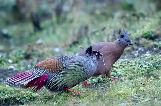 红脚十分漂亮,一旦被捉就绝食自尽|鸟类|画眉鸟|二级保护动物|野生