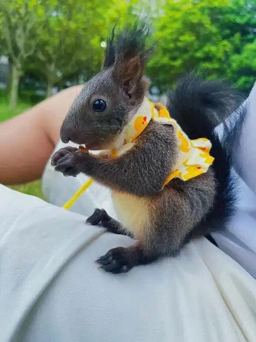 魔王松鼠小一日常