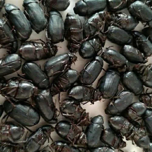 梦信瞎创子金龟子黑色新鲜瞎胖子发货真空包装 黑瞎创2斤