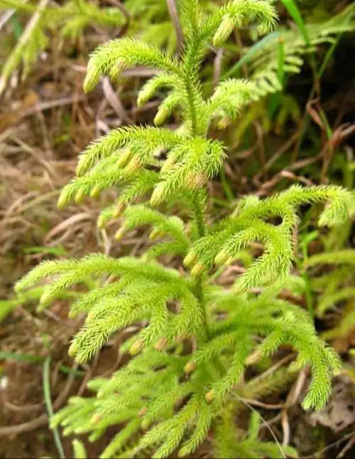 其特点是植株低矮,生长在土中,主茎匍匐或直立,叶条形或条状披针形