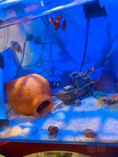 微缸里的小丑鱼