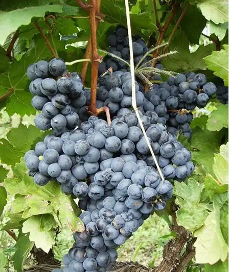 波尔多式混酿bordeauxblend的六大成员