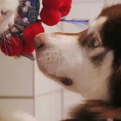 超萌超可人的猫狗情头头像