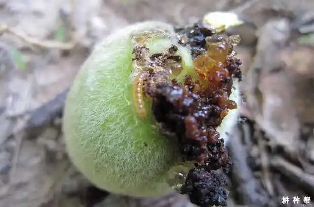 【桃树病虫害防治】怎么防治桃小食心虫?附图片_图片_耕种帮种植网