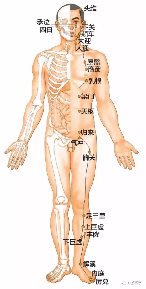 足阳明胃经45个针灸穴位图,高清穴位图解