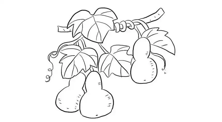 娃你知道他们是谁吗挂满葫芦的葫芦藤简笔画葫芦简笔画图片与知识藤蔓