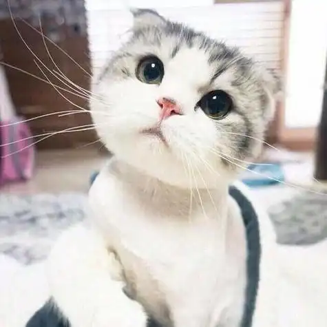 qq头像动物猫咪可爱图片大全 动物头像图片大全 -【爱个性】