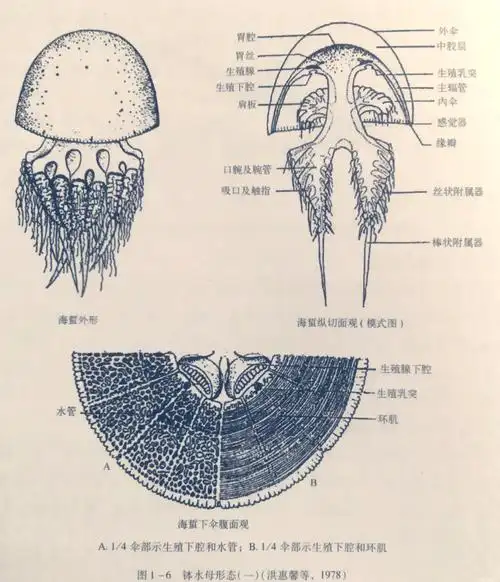 04 04你是否曾疑惑,水母和海蜇是否是同一种生物呢?
