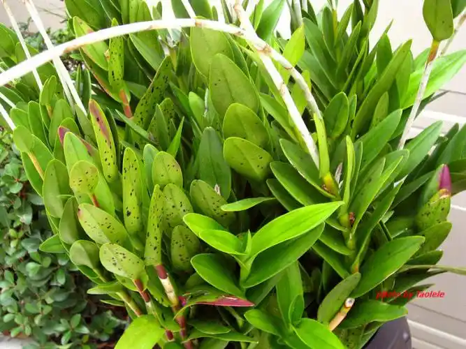 兰科芦茎树兰epidendrumradicans