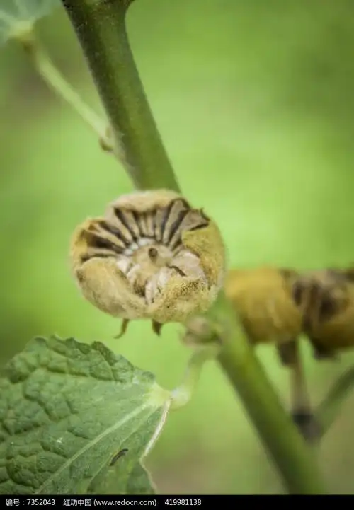 蜀葵的果实