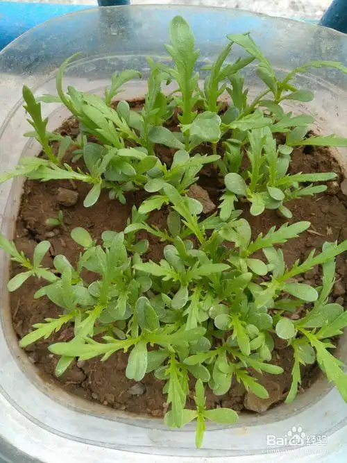 如何种植盆栽茼蒿