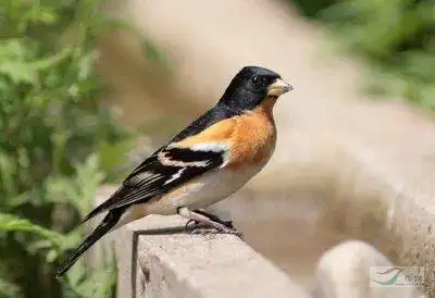 这是燕雀.俗名虎皮雀,花鸡,花雀.