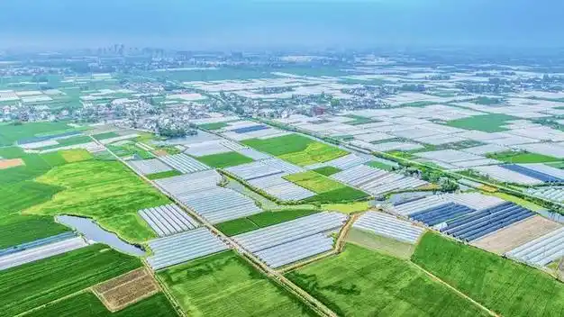 观察 | 和县蔬菜崛起之路