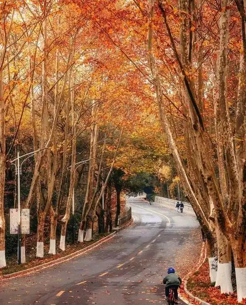 树是梧桐树,城是南京城,美得令人窒息