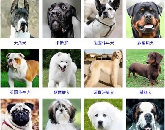 名犬图片和名字名犬图片和名字,很多人的家里面都是养了有狗狗的,名犬