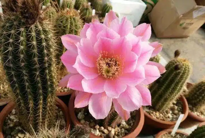 每日一花飞碟毛花柱喜光耐旱花朵巨大