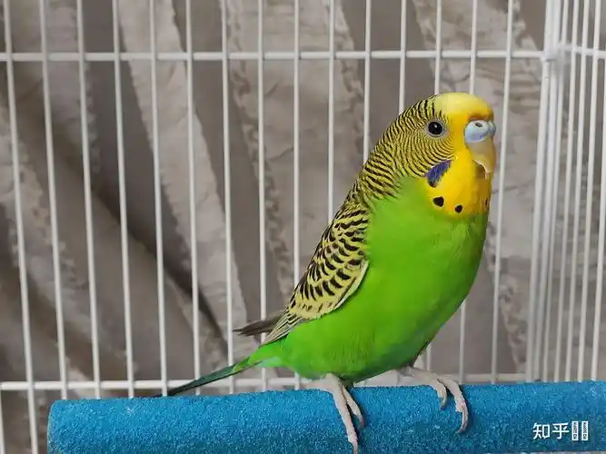 养虎皮鹦鹉是一种怎样的体验