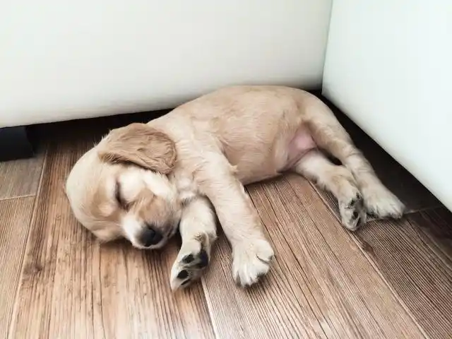 狗狗每天睡觉的时间都很长,不知道有没有铲屎官留意过狗狗的睡姿,如果
