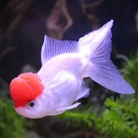 【金鱼观赏鱼包活图片】金鱼观赏鱼包活图片大全_好便宜网