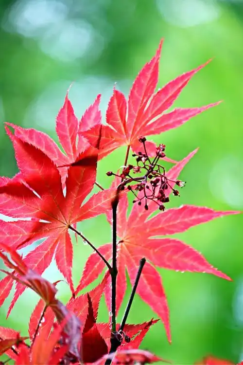 秋天的红叶是枫树饱经风霜后的样子,就像老人一样,而春天的红叶刚长