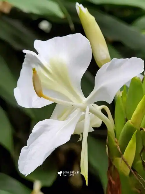 又称之为蝴蝶百合.它形似蝴蝶,寿命仅为一天.划重点:不是生姜开花哦!