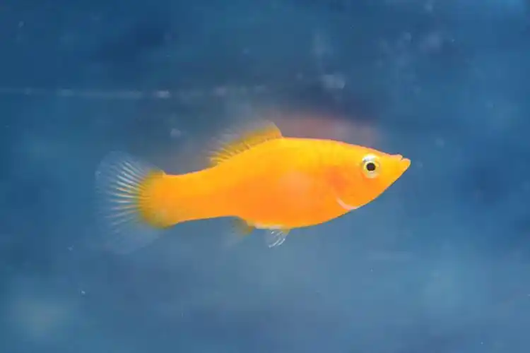 皮球玛丽鱼活体怀孕小型热带鱼下崽狂魔鱼银玛丽鱼黑玛