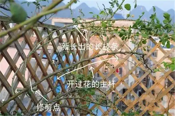 爬藤月季怎么搭架子爬藤月季怎么牵引