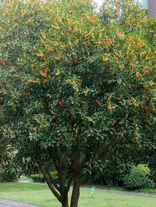 桂花树几月开花(桂花树几月开花几月结果)