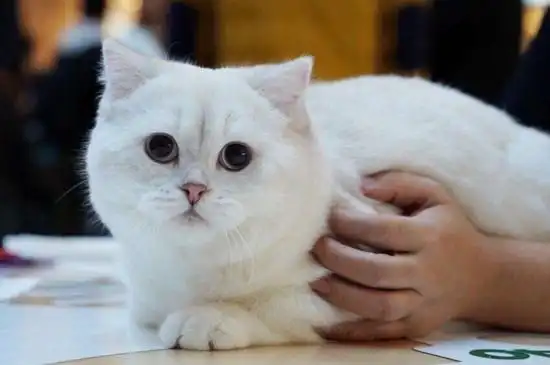 银点猫如何看品相