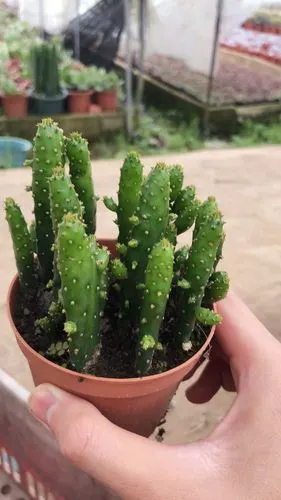 摇钱树多肉植物珊瑚小仙仙人掌防辐射桌面美观盆栽多肉植物