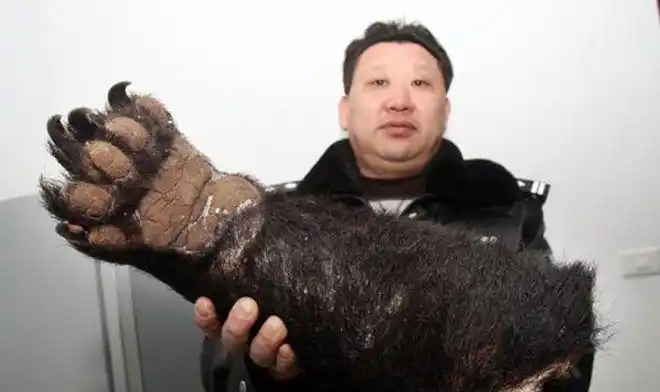 曹园违建举报人再爆猛料园主用虎肉招待客人熊掌不再是稀罕物