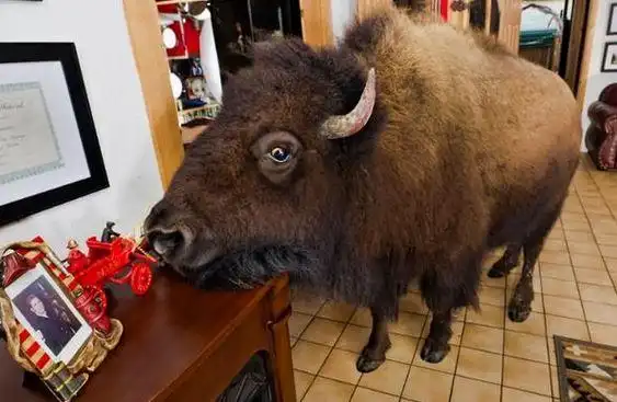 夫妇养水牛当宠物,比老虎狮子还霸气,邻居羡慕不已