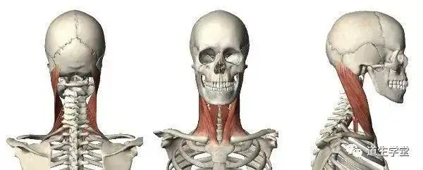 解剖知识丨胸锁乳突肌(一)